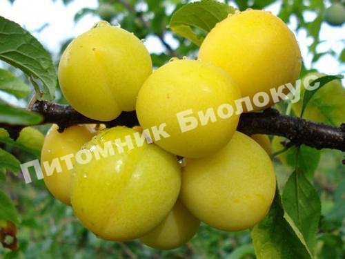 Алыча Царская