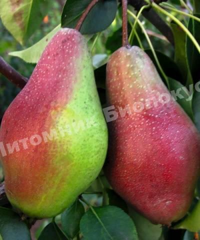 Груша Яковлевская