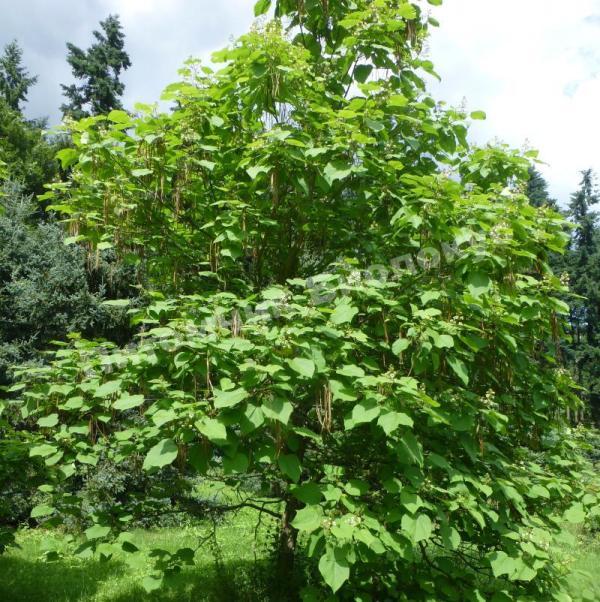 Катальпа яйцевидная Овата