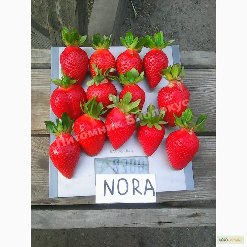 Клубника Нора