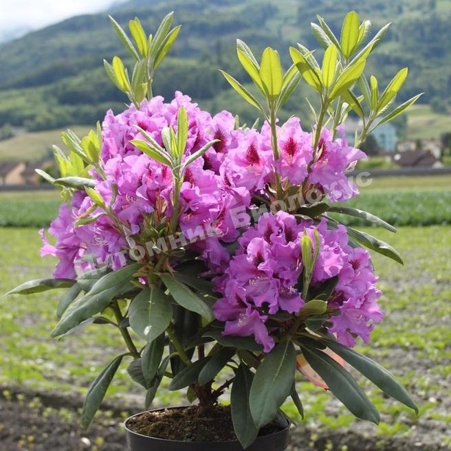 Рододендрон гибридный Распутин