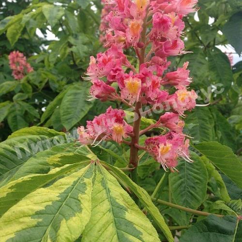 Каштан конский мясо-красный Ауреямаргината