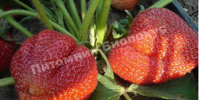 Клубника Эрос