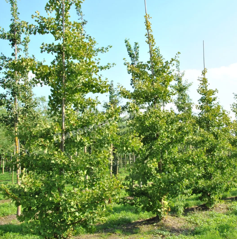 Гинкго билоба Менхир