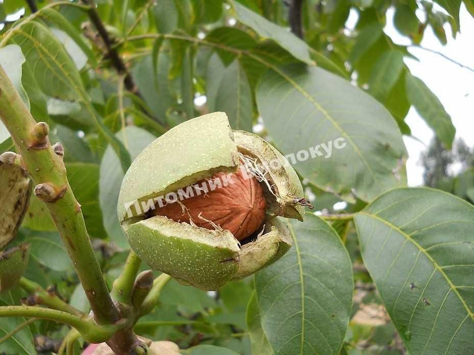 Грецкий орех Астаховский