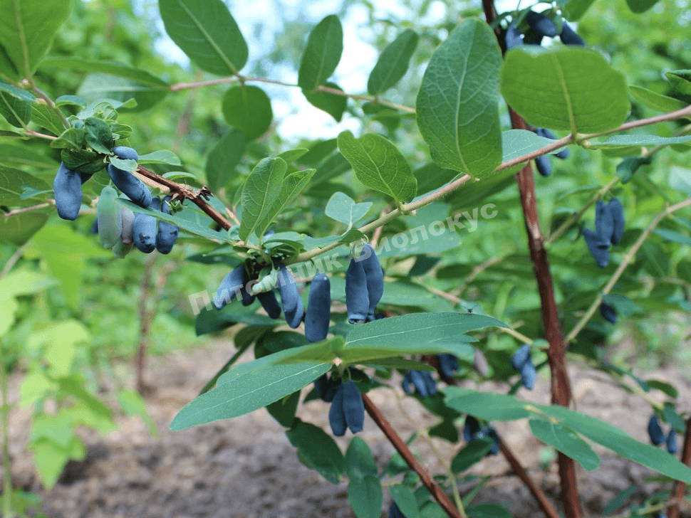 Жимолость Скороплодная