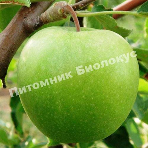 Яблоня Гренни Смит