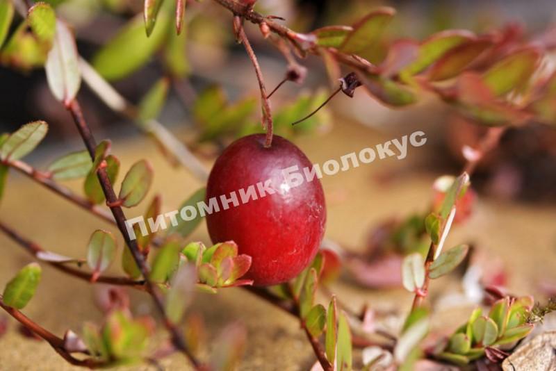 Клюква крупноплодная Мак Фарлин