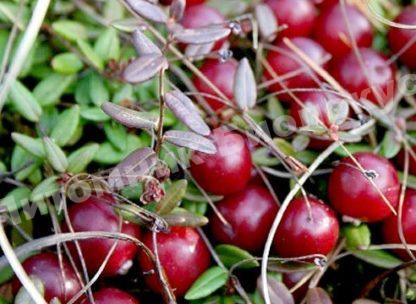 Клюква дар Костромы