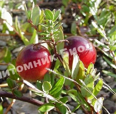 Клюква Королева сада