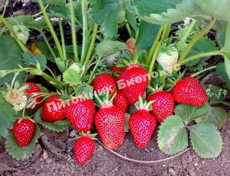 Клубника Кардинал