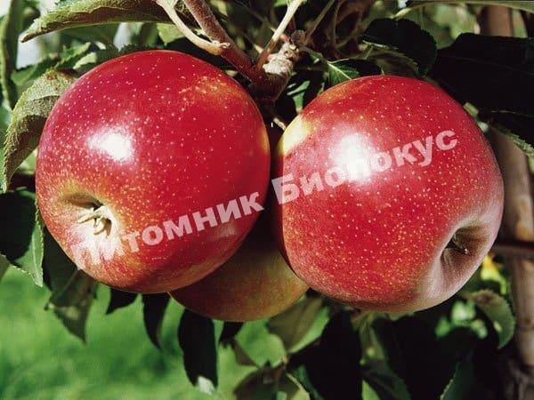 Яблоня Джонатан