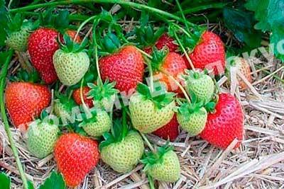 Клубника Королева Елизавета 2