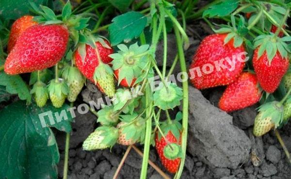 Клубника Сударушка