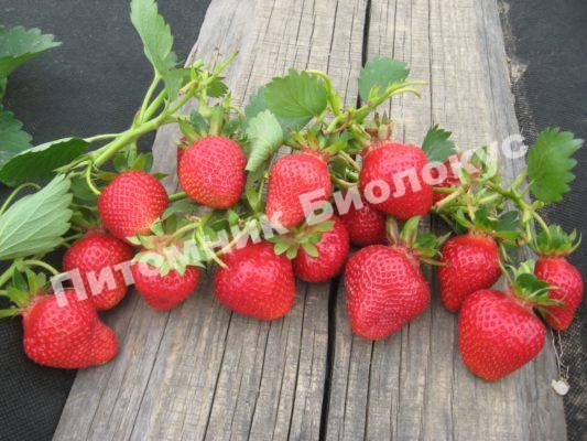 Клубника Клери