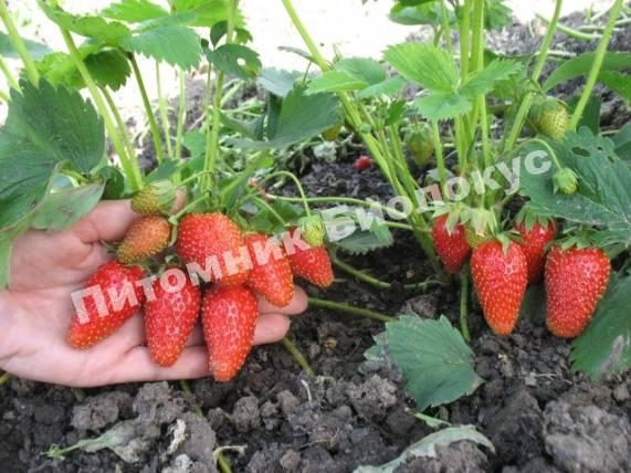 Клубника Зенкоры