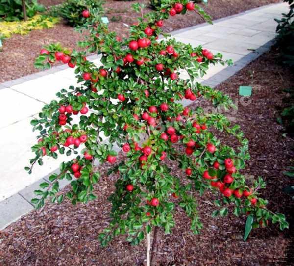 Кизильник Николка