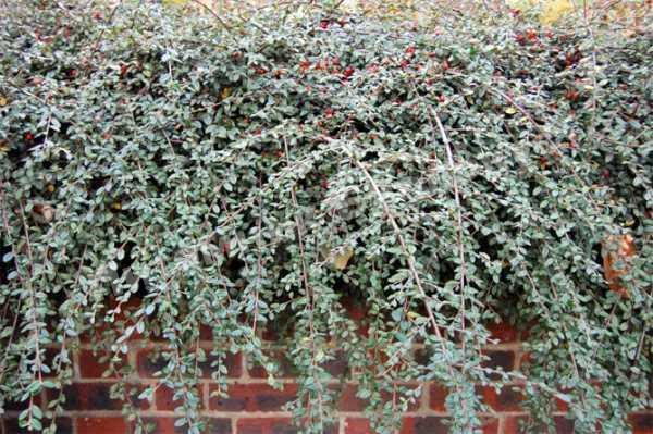 Кизильник Владимирский