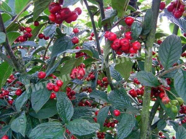 Кизильник выдубецкий