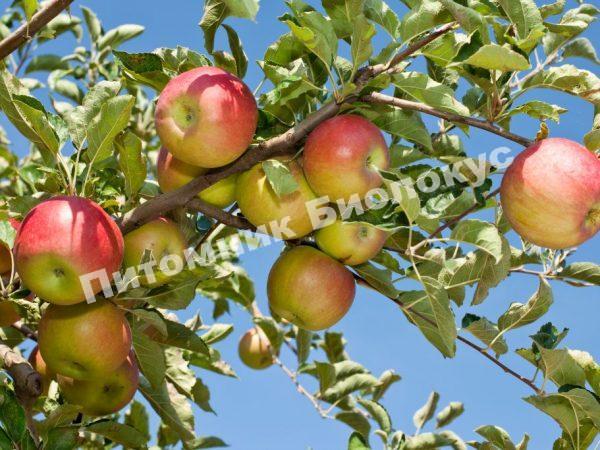 Яблоня Имрус