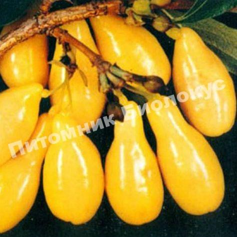 Кизил Янтарный