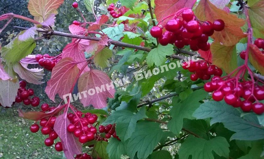 Калина Таежные рубины