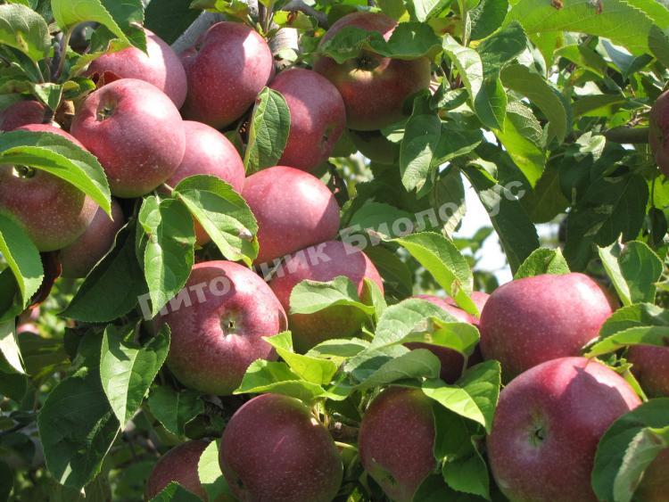 Яблоня карамельная