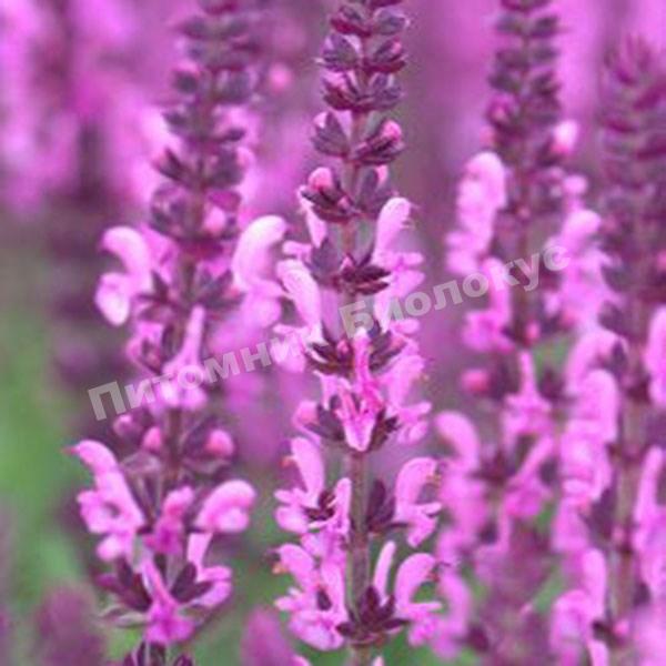 Шалфей Сенсейшн Медиум Пинк