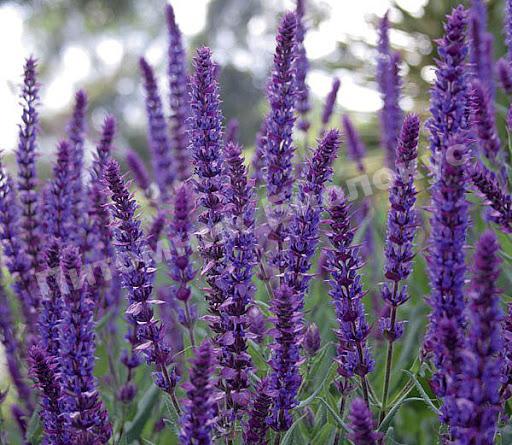 Шалфей дубравный Карадонна