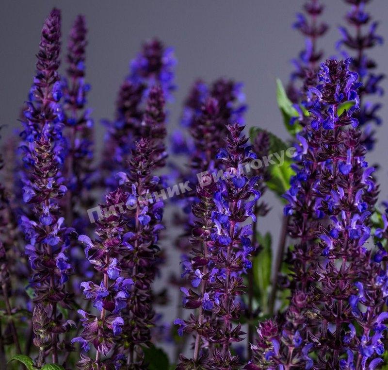 Шалфей дубравный Нью Дименшн Блю