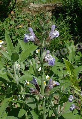 Шалфей Айболит