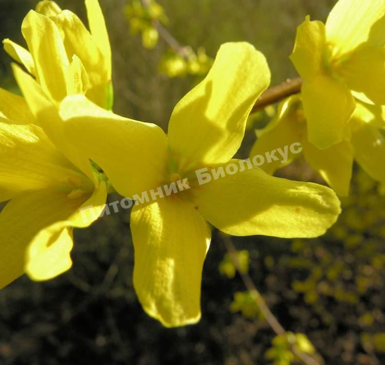 Форзиция Форчуна