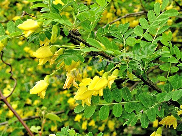 Акация желтая