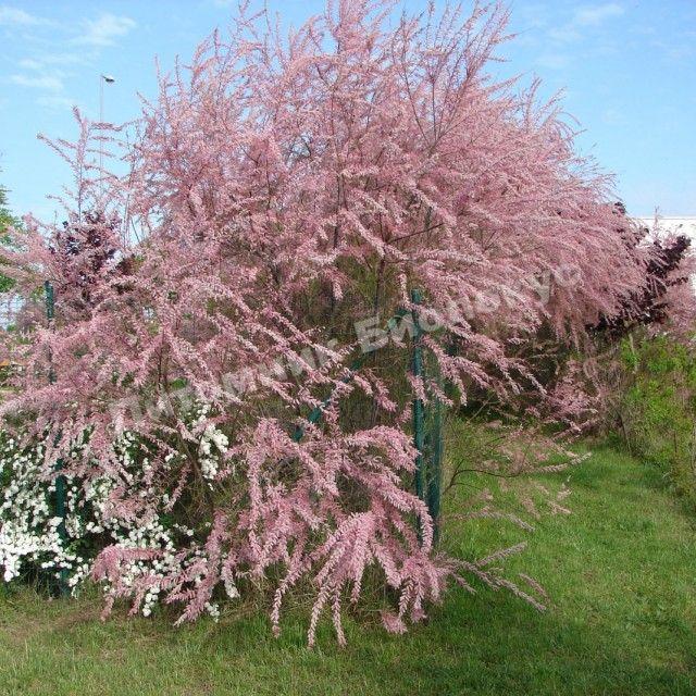 Тамарикс ветвистый Халсдонк Вайт