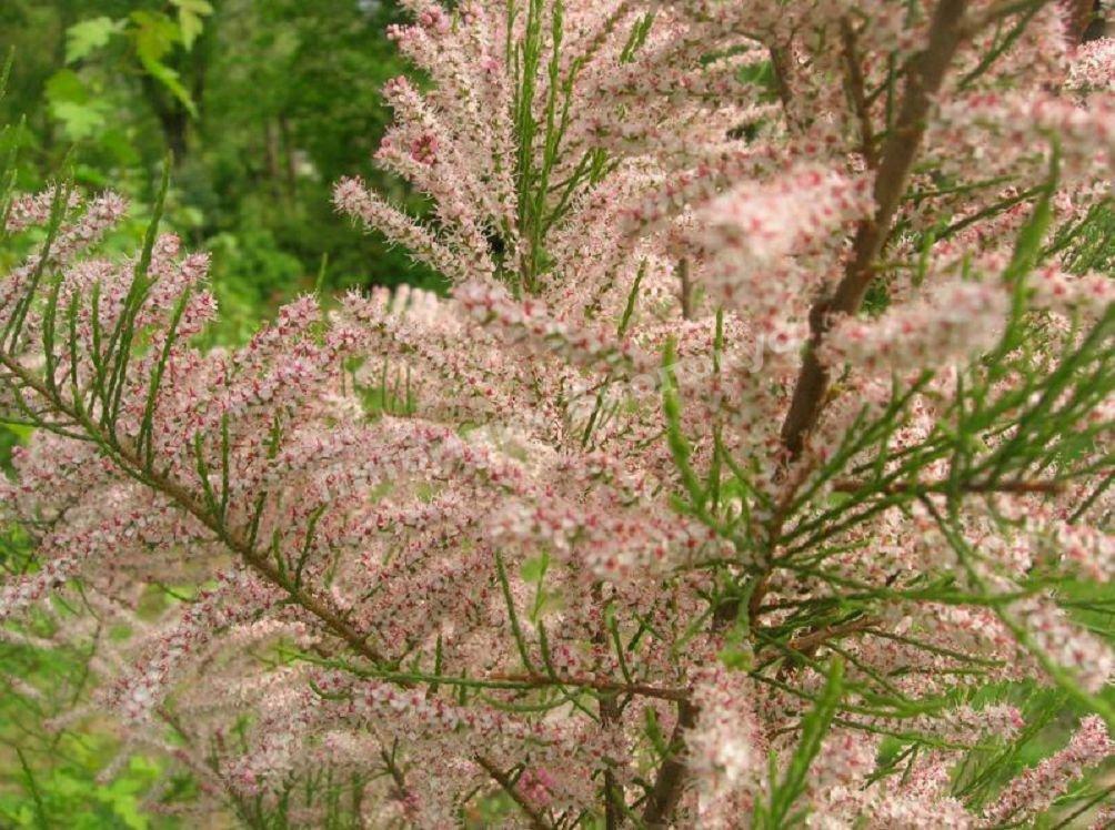 Тамарикс Мейера