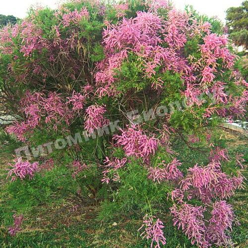Тамарикс Пинк Каскад