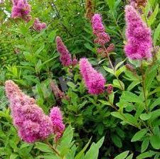 Спирея Дугласа