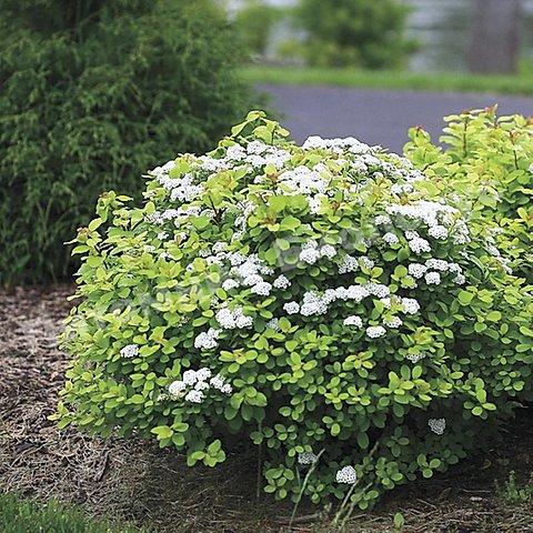 Спирея берёзолистная Тор