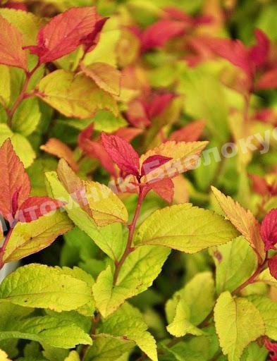 Спирея японская Фаерлайт