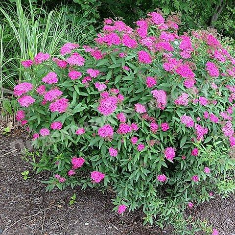 Спирея японская Антони Ватерер