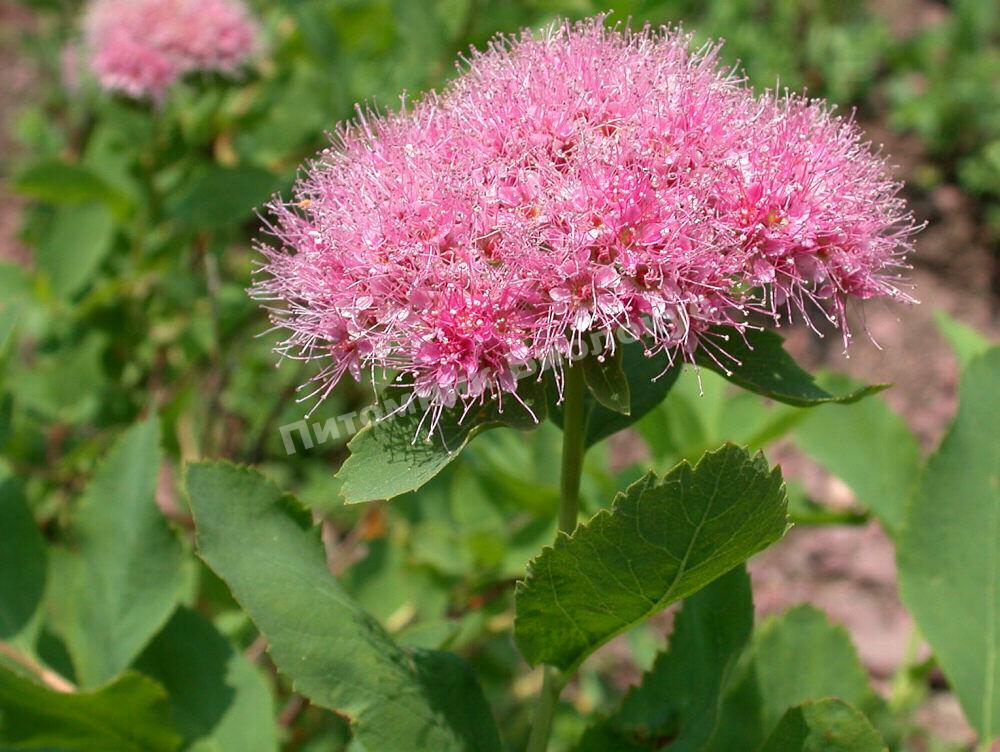 Спирея густоцветковая