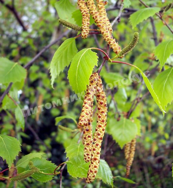 Береза бородавчатая