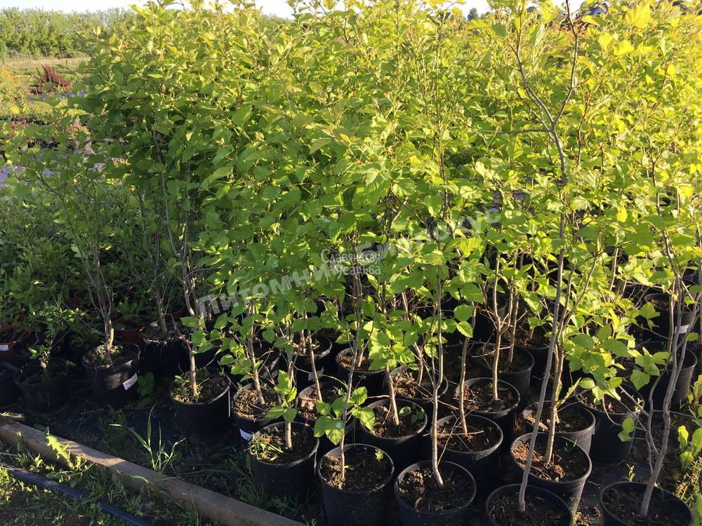 Боярышник крупноплодный