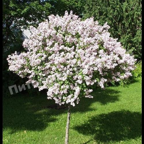 Сирень обыкновенная Красавица Москвы