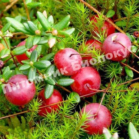 Клюква крупноплодная Стивенс