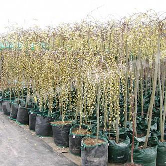 Ива козья пендула