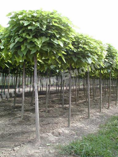 Катальпа шаровидная