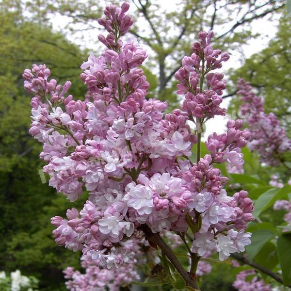 Сирень Бель де Нанси