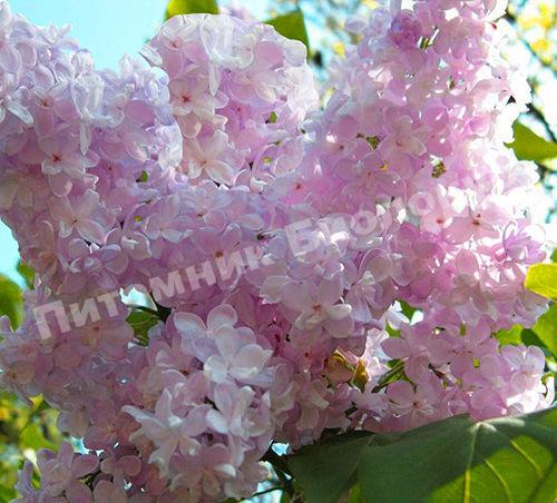 Сирень жемчужина