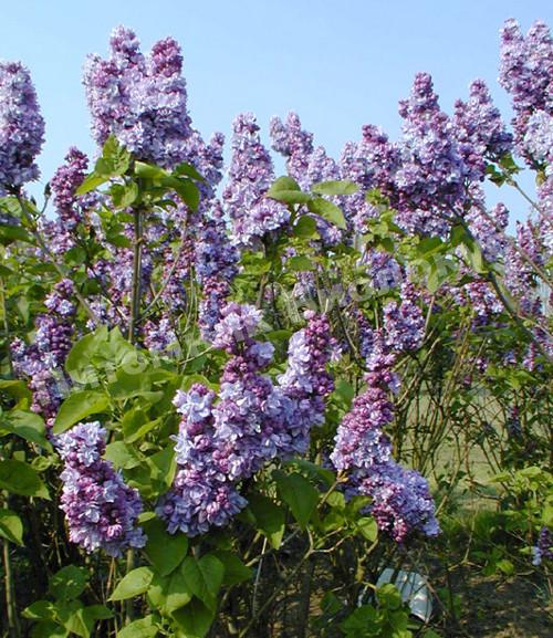 Сирень Катерина Хавемейер